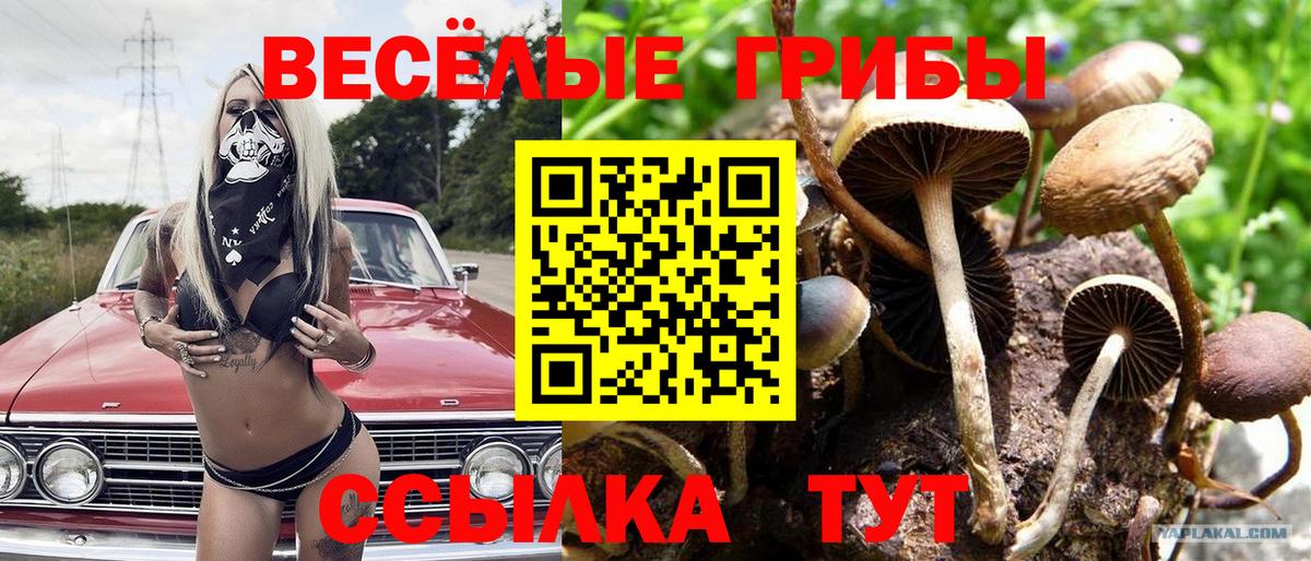 Псилоцибиновые грибы Psilocybine cubensis  Вход с VPN  Димитровград 